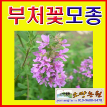 (JS소망)야생화 부처꽃모종(포트) 10개
