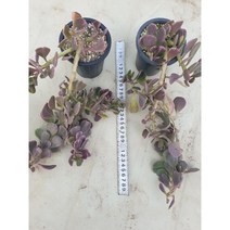 [수암다육] 야곱세니금 합식 랜덤발송 Kleinia petraea f. variegata 랜덤발송 다육 다육이 다육식물 127, 1개