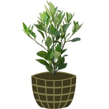 3년생 레드향 묘목 제주도 직발송 행운을가져오는나무, 1개