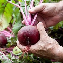 고당도 햇 제주 레드비트 2kg 3kg 5kg 8kg, 제주 레드비트 특/상품 5kg