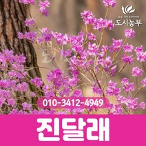 진달래 30m~40m(포트) 도시농부