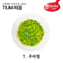 [그로비타 무균수초 틔움] 7 쿠바펄 (액상배지) 대용량 안전 전경수초