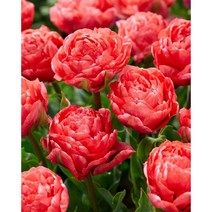 피어나라야생화 튜울립 구근 (타이완) 1Set 10구