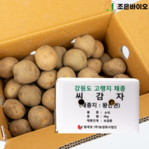 강원도 왕산면 채종 씨감자 수미 4kg 보급종 감자씨