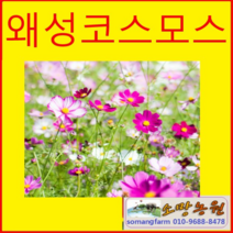 (JG)키작은 왜성코스모스씨앗 1kg