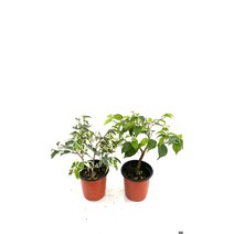 [골든플랜트]벤자민 2종set 킹벤자민 뉴스트라이트벤자민 벤자민나무 플랜테리어 벤자민키우기 공기정화식물 반려식물 수형이예쁜나무 스트라이트 벤자민 벤자민키우기