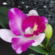 카틀레야 히메.뮤지컬 [이연숙TV꽃배달 ]