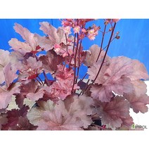 지산농원 휴케라-사진발송 야생화