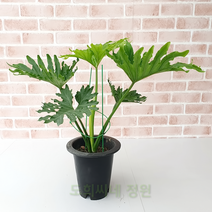 도희씨네 정원>> 트로피컬 잎모양 호프셀렘 중형 150″ class=”wr-img”></a></div></p></div></p></div></p></div><div class=
