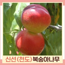 복숭아나무 묘목 천도복숭아 신선 접목1년생 뿌리묘 3개
