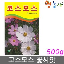 코스모스 씨앗 대용량 500g, 코스모스 500g