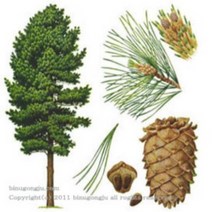 캔들마노 [ 에센셜오일 ] 시더우드 Cedarwood E.O, 10ml