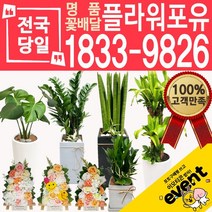 플라워포유 축하 오픈 개업 공기청정 관엽식물 화분선물 당일배송 꽃배달, (선택8)산세베리아