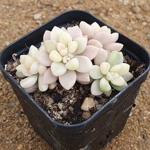 [다육식물]베라히긴스금