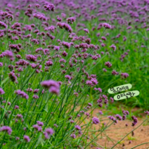 버들마편초 [4포트] (복남이네 야생화 모종 버베나 보나리엔시스 verbena), 1개