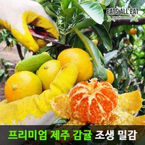 이츠올릿 제주 고당도 조생귤 감귤 5kg 꼬마중소과 혼합 제주도 귤 하우스 노지 황금향 타이백 밀감