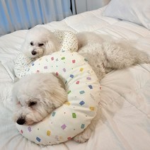 강아지 오가닉 넥카라 귓병 수술후 피부병 다견 강아지옷, 1.넥카라-젤리