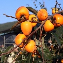 고종시 감나무묘목 상묘 특묘 고동시, 고종시감나무 특묘