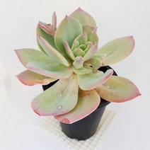 백봉 중상품 목대 다육이 키우기 쉬운 핑크빛 다육1150, 단품, 1개