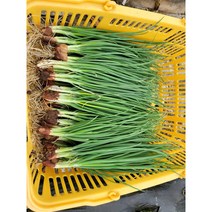 산지직송 농장직송 쪽파 흙쪽파 손질쪽파 실파 생쪽파 2Kg, 쪽파 4kg