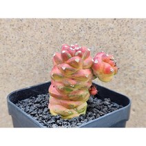 선인장/리치아이금-2587 아프리카농장
