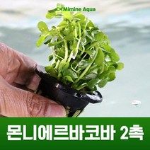 초보 수초 키우기 몬니에르바코바 2촉, 단품