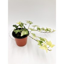 백설공주아이비 소품 덩굴식물 [박씨농원], 1개