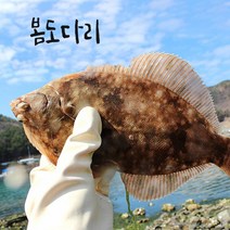 자연산 봄 도다리 선도좋은 손질생물 급냉, 1팩, 도다리(급냉) 1kg
