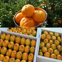 #[행복농장]당도선별 제주 하우스 제철노지 고당도 감귤, 1box, 제주감귤 3KG/소과
