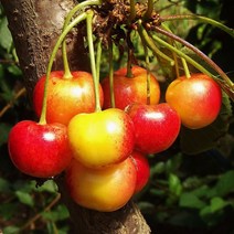 리서스원예 체리나무 왜성체리묘목 묘목 이중접목 콜트대목 좌등금 특묘