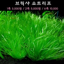 [수초아쿠아] 브릭샤 쇼트리프 초보수초 인기수초 구피 새우 은신처 어항수초 수초맛집 득템수초, 10촉