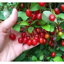 착한가격 광일농원 보리수 2주묶음 묘목특묘 유실수