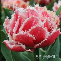 튤립 구근 2022년 입고 금강원예, 53.퀸슬랜드(5구)