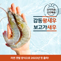 HR프레쉬 23년도 첫출하!! 새우 흰다리새우 대하 제철 생새우 왕새우 28~32미 [원산지:국산(전남 신안군)], 1통, 1KG