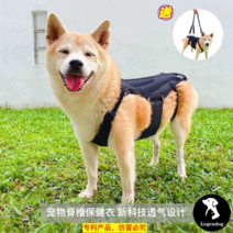 반려견 디스크 보호대 허리 통증 치료 슬개골 하네스, L (길이 38~42cm)