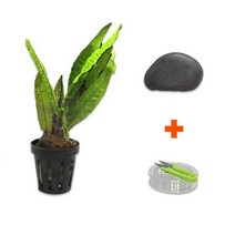 [바보사랑] DIY 마이플랜츠 오석 미크로소리움, 상세 설명 참조