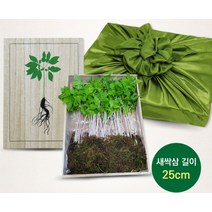 [싸더라]설날선물 새싹인삼 선물셋트 국내산 2년산 (25cm50뿌리), 설날선물 새싹인삼 50뿌리