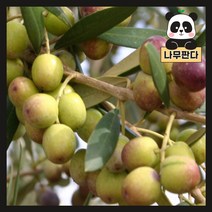(나무판다) 올리브나무 묘목 시리즈, 4. 씨프레시노(트위스트형) 화분