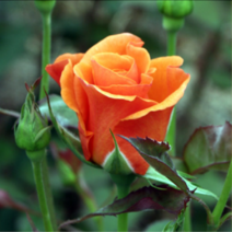 [가산원예조경] 사계줄장미-오렌지 2주묶음