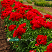 겹작약 [1포트] 레드참 (복남이네 야생화 모종 붉은작약 red charm peony)