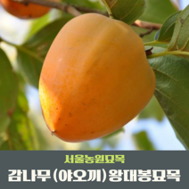 서울농원묘목/감나무 묘목 대봉 야오끼(왕대봉) 둥시 차량단감 월하시, 상묘