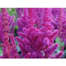 여름꽃 노루오줌(아스틸베) #흰색 라인란트