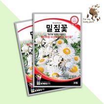 밀짚꽃 30립 세계종묘 화훼류 씨앗