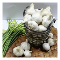[이베따] 남해 45일건조 생 통마늘 2kg(상), 상세 설명 참조