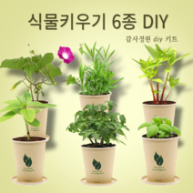 ESG 친환경 에코컵 화분재배키트 식물집사6종, 나팔꽃