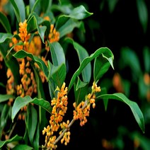 세종식물원 금목서 17cm화분 h40cm전후 향기나는 나무, 1개