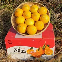 [농장직송] 고당도 제주 황금향 레드향 한라봉 천혜향 제주도 노지 감귤 5kg 10kg 못난이귤 가정용 선물용, 소과 5kg