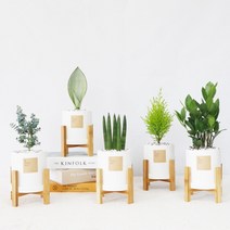 꽃피우는청년 실내에서 키우기 쉬운 공기정화식물 (무광 원형 화분   우드 스탠드), 화이트, 테이블야자