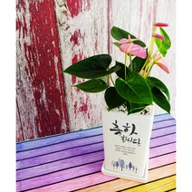 [메세지화분] 축하합니다 Ver1 승진 영전 개업 이사 생일 축하화분, 안시리움, 1개