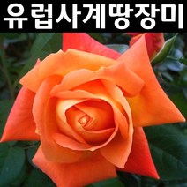 유럽사계땅장미/루이스퓨네 포트1개